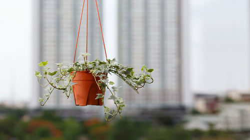 Close-up of orange flower hanging on plant