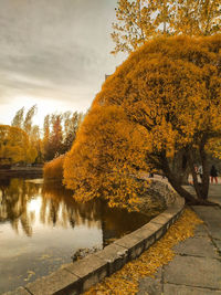 Tree by lake against sky during autumn