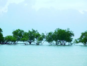 Trees on snow covered land against sky