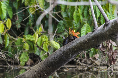Butterflies on turtle in forest