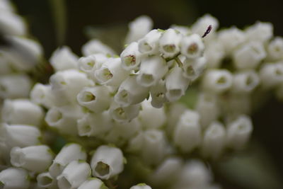 Close-up of purple flowers