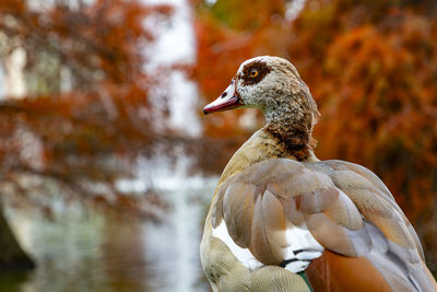 Close-up of duck