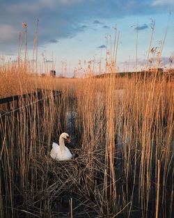 Swan swimming in lake