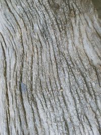 Full frame shot of tree trunk