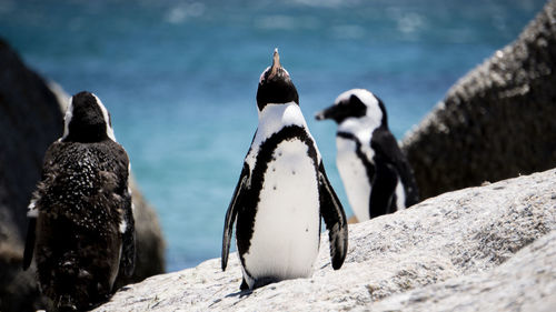 View of birds on rock at sea shore