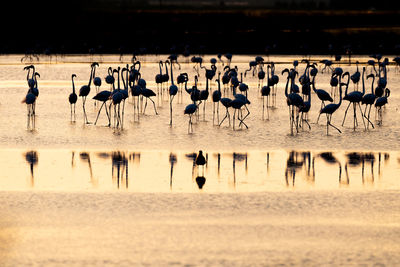 Flock of flamingos on the lake