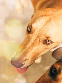 Close-up portrait of a dog looking away