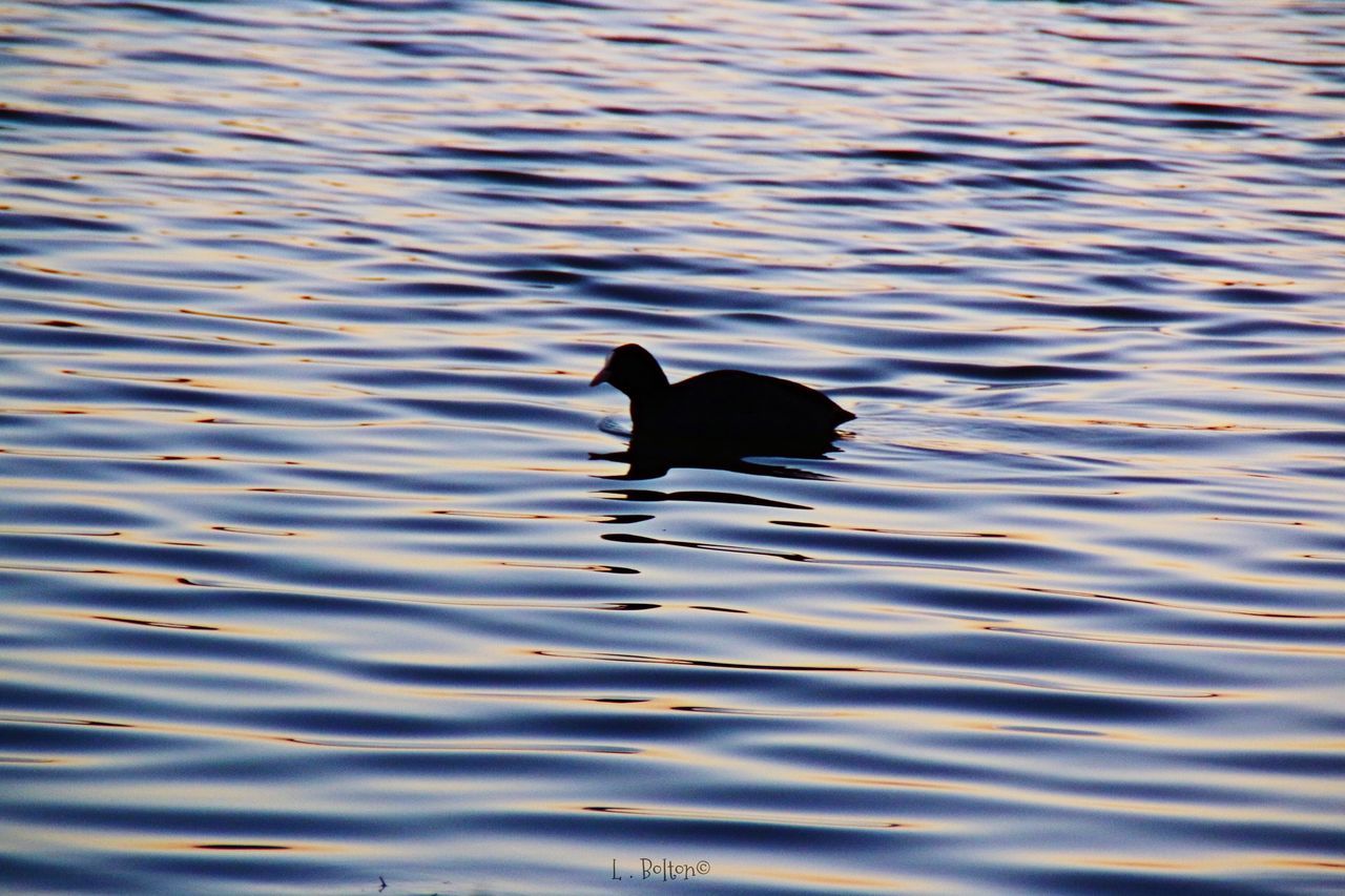 animal themes, one animal, animals in the wild, bird, nature, swimming, lake, animal wildlife, black color, water, waterfront, no people, outdoors, day, beauty in nature