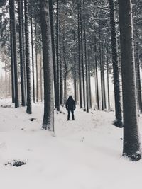 Bare trees on snow covered landscape