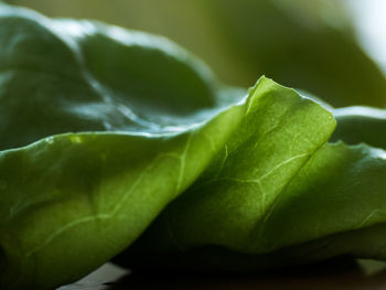 Close-up of green leaf