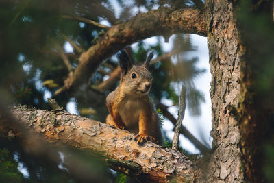 Low angle view of squirrel on tree