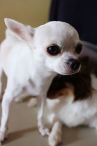 Close-up portrait of dog