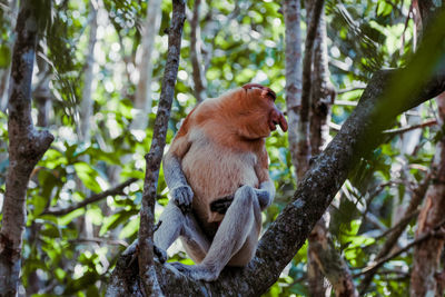 Low angle view of monkey on tree