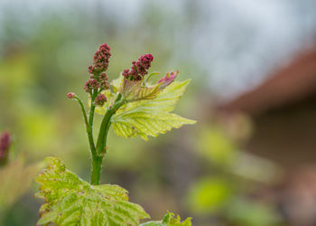 Close-up of flowering plant