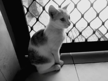 Close-up of cat looking away while sitting on tiled floor