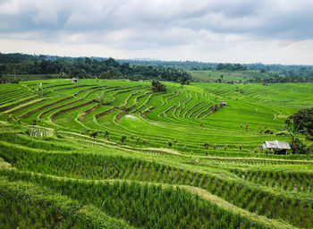 Scenic view of agricultural field against sky