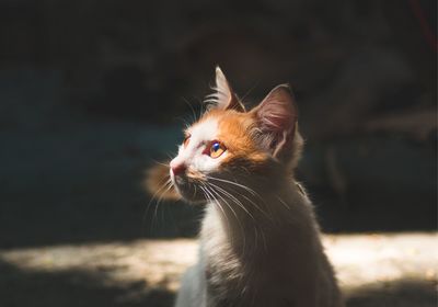 Close-up of cat looking away