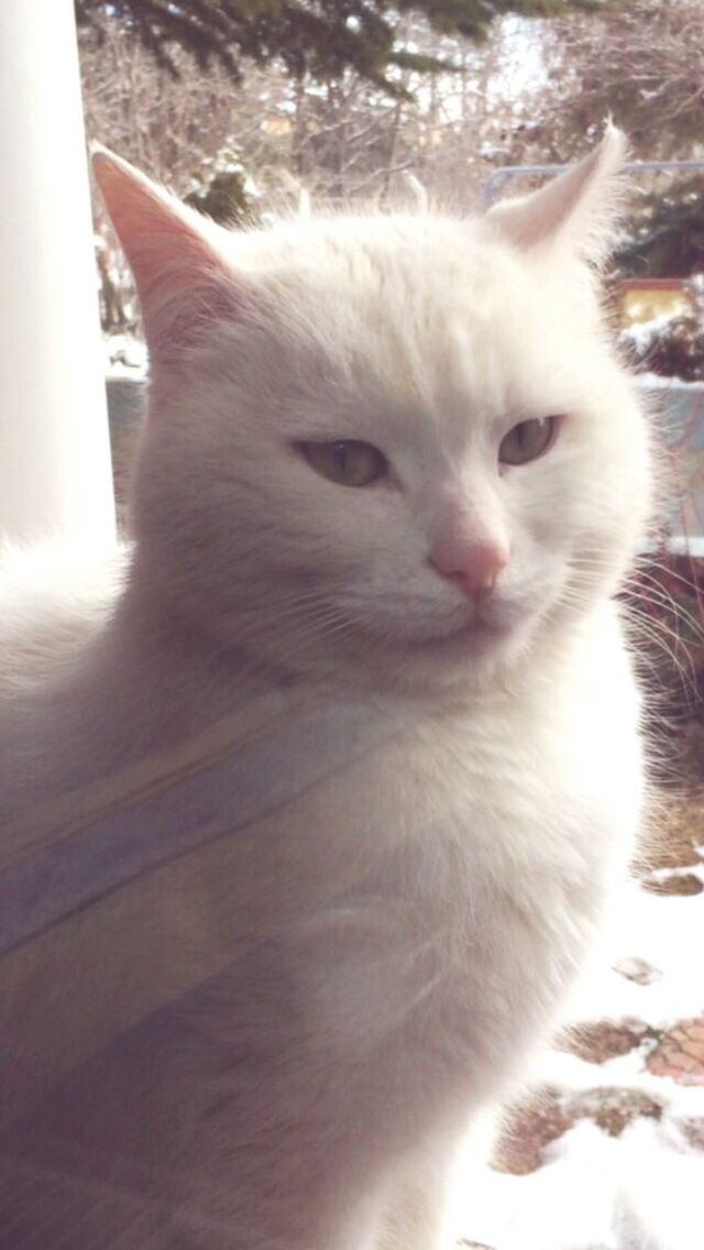 domestic cat, cat, one animal, domestic animals, pets, animal themes, feline, mammal, whisker, indoors, close-up, relaxation, animal head, white color, looking away, portrait, home interior, no people, sitting