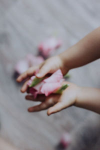 Close-up of hand holding rose
