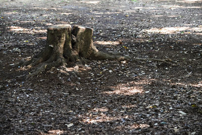 High angle view of tree stump on field