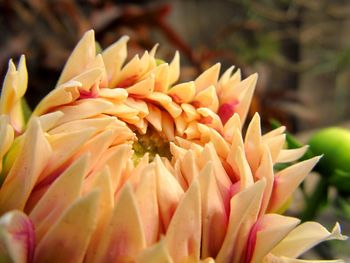 Close-up of yellow flower