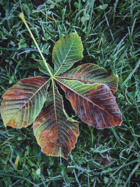 High angle view of dry leaf on land