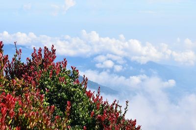 Low angle view of flower tree against sky