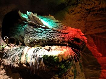 Close-up of birds in cave