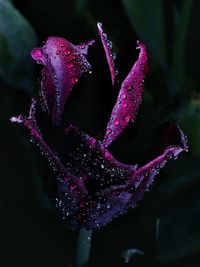 Close-up of wet purple flower