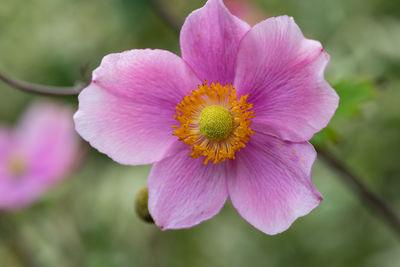 Close-up of pink flower