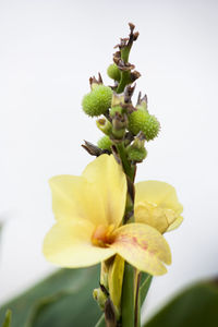 Close-up of yellow flowers