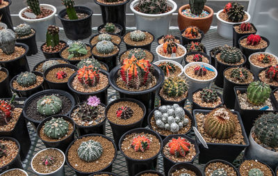 High angle view of potted plants for sale at market