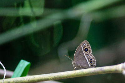 Close-up of butterfly perching on leaf
