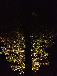 View of trees at night