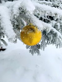 Close-up of snow covered tree