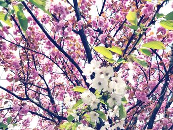 Low angle view of cherry blossoms in spring
