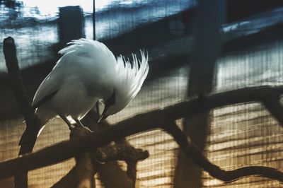 Close-up of bird perching on city