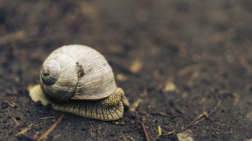 Close-up of snail