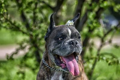 Close-up of a dog looking away