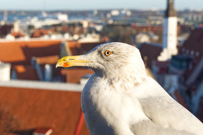 Close-up of seagull against blurred background