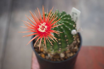 Close-up of succulent plant in pot