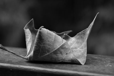 Close-up of dried leaves on table