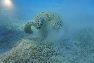 Green turtle swimming and eating