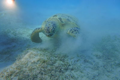 Green turtle swimming and eating