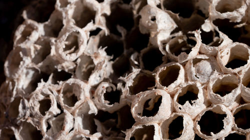 Close-up of honeycomb 