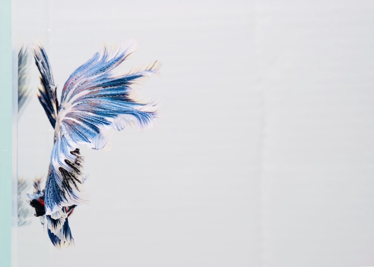 CLOSE-UP OF FEATHER ON PAPER AGAINST WHITE BACKGROUND