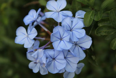 Close-up of flowers blooming outdoors