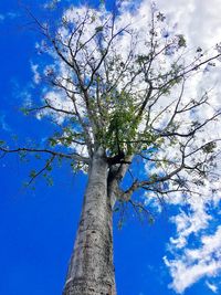 Low angle view of tree against blue sky