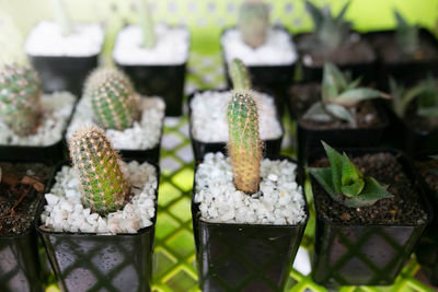 Close-up of potted plant