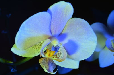 Close-up of blue flower blooming outdoors